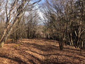 大岩まではこんな尾根道が続く。